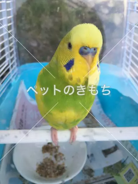 迷子鳥の画像