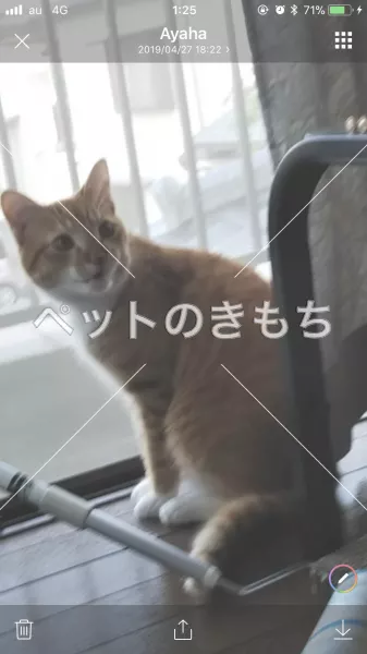迷子猫の画像