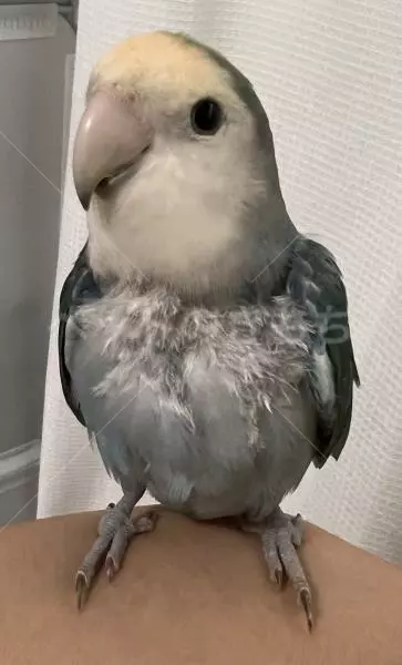 コメントの画像