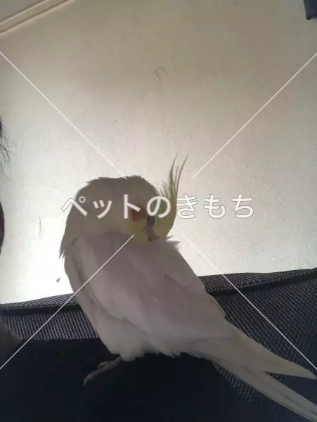 迷子鳥の画像