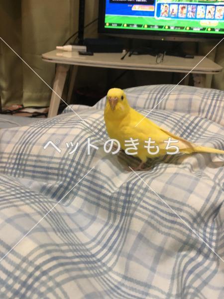 迷い鳥の写真