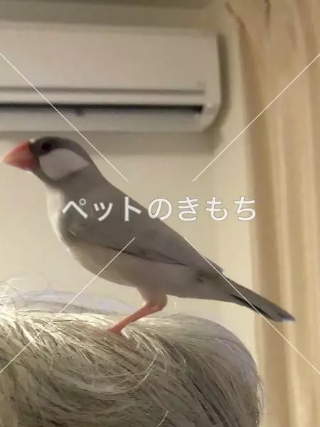 迷子鳥の画像