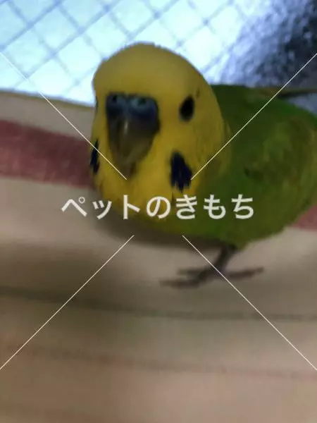 迷子鳥の画像