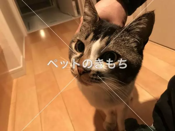 保護猫の画像