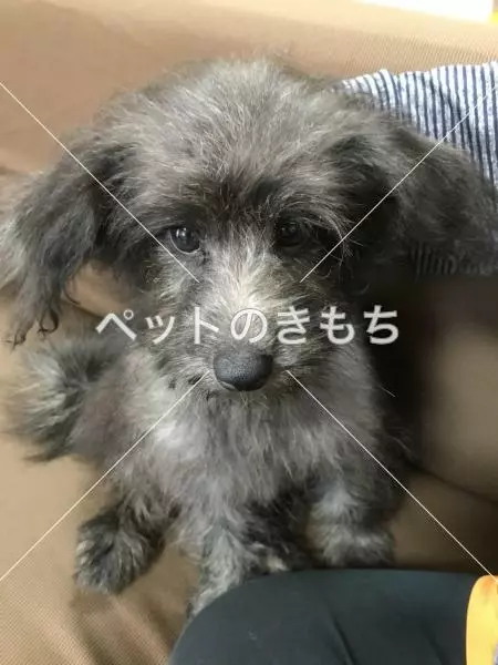 コメント投稿の画像