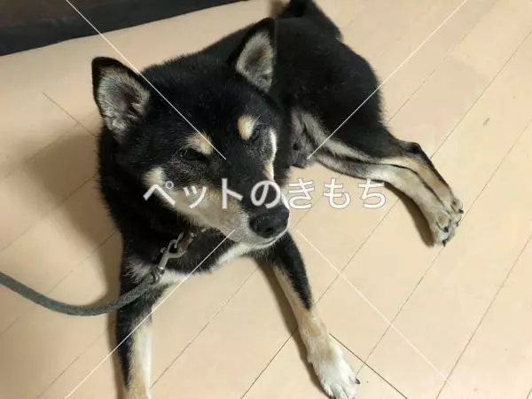 迷子犬の画像