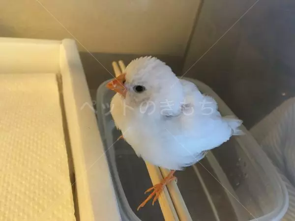 保護鳥の画像