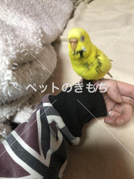 迷子鳥の画像