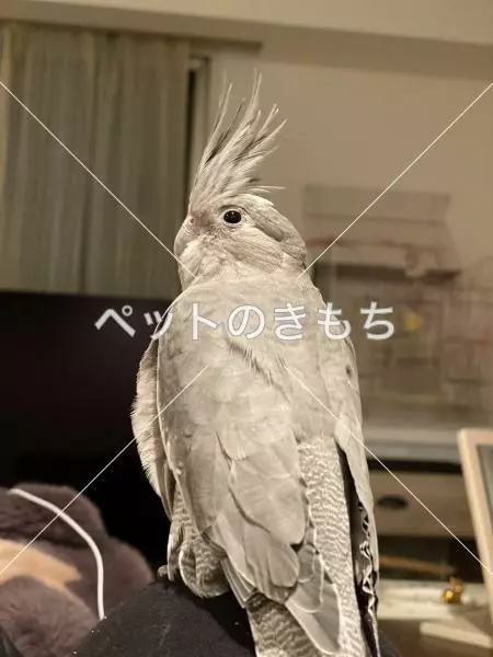 迷子鳥の画像