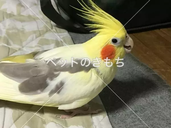迷子鳥の画像
