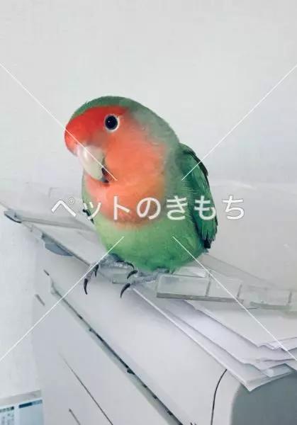 迷子鳥の画像