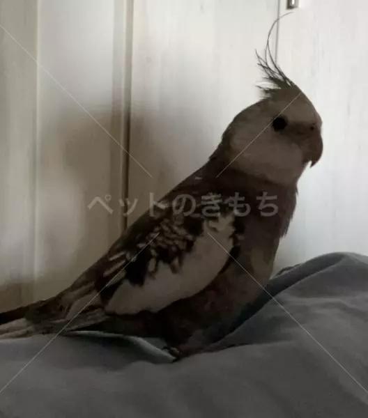 迷子鳥の画像