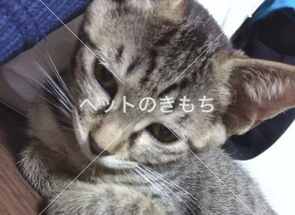 迷子猫の画像