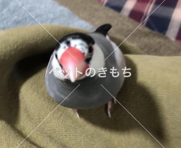 迷子鳥の画像