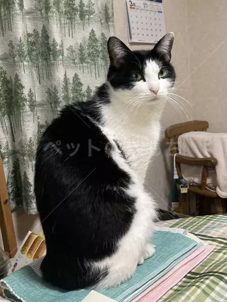 迷子猫の画像