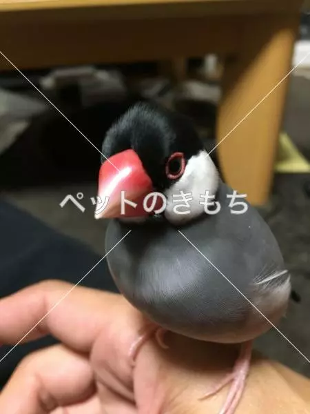 迷子鳥の画像