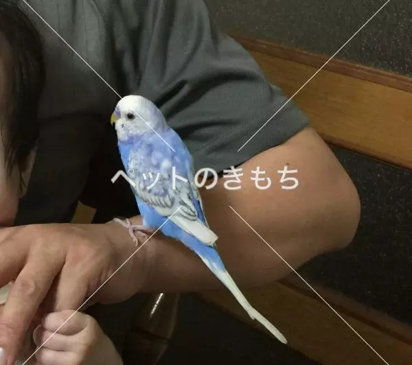 迷子鳥の画像