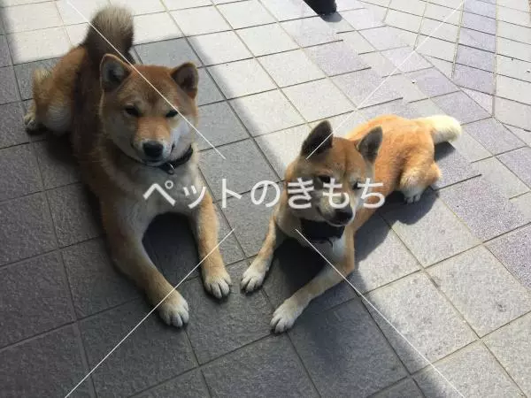 コメント投稿の画像