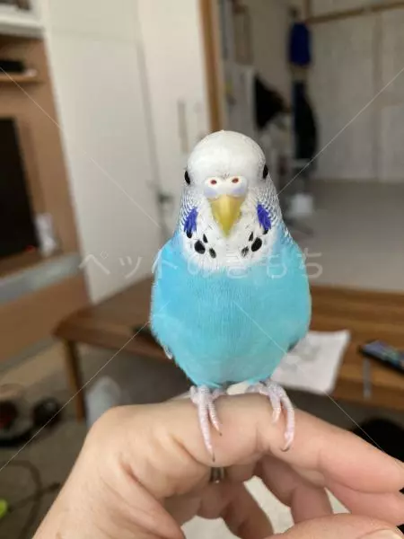 コメントの画像