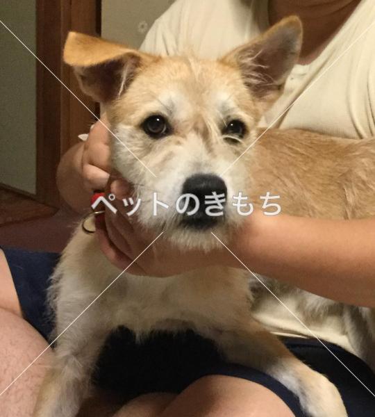 迷い犬の写真