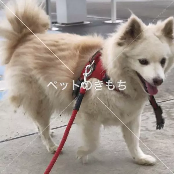 迷子犬の画像