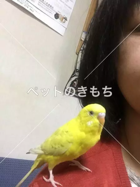 迷子鳥の画像