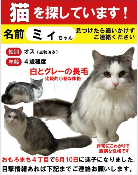 迷子猫の画像