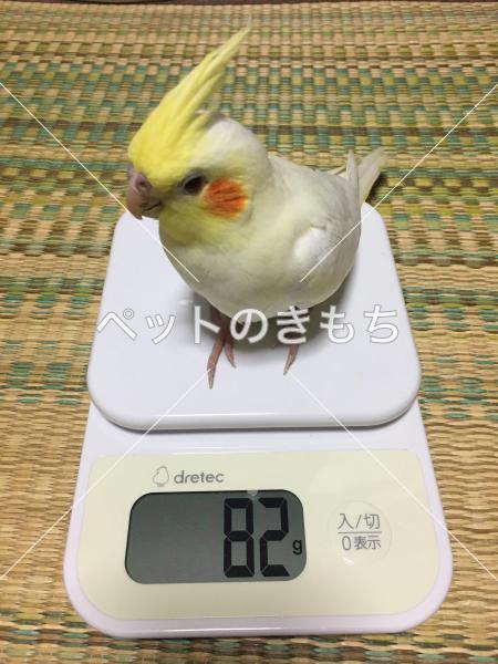 迷子鳥の画像