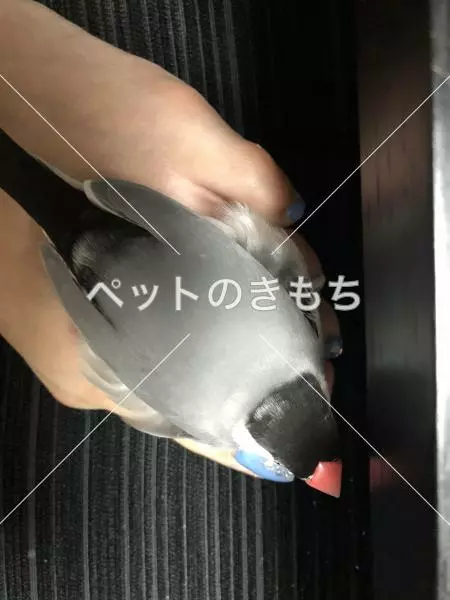 コメント投稿の画像