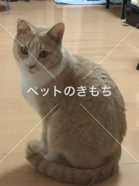 迷子猫の画像
