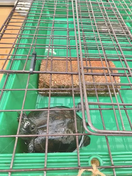 保護ペットの画像