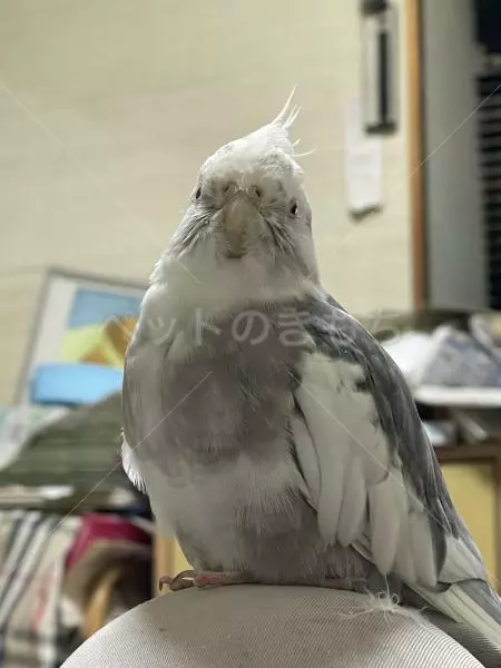 迷子鳥の画像