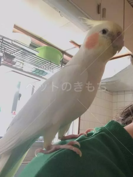 迷子鳥の画像