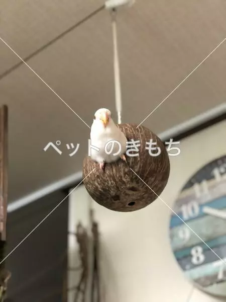 迷子鳥の画像