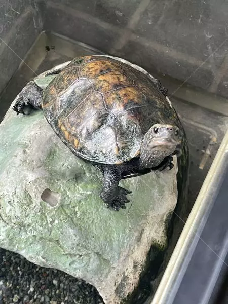 迷子ペットの画像