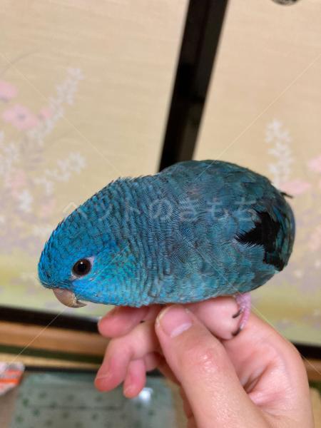 迷子鳥の写真