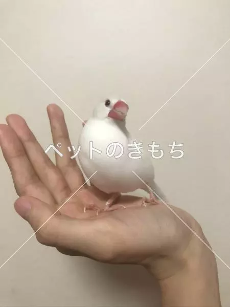 迷子鳥の画像