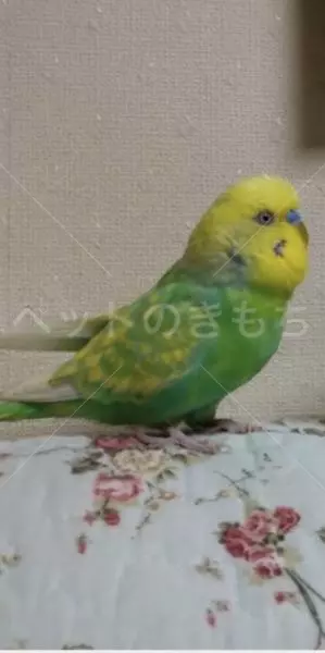迷子鳥の画像