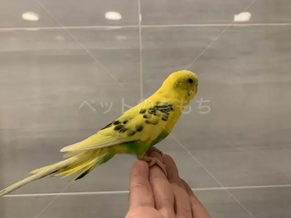 コメントの画像