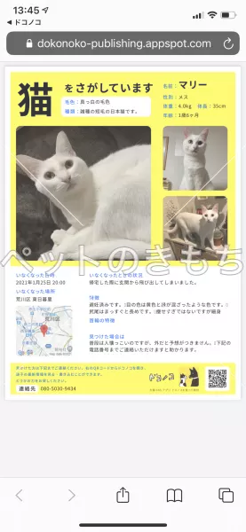 迷子猫の画像