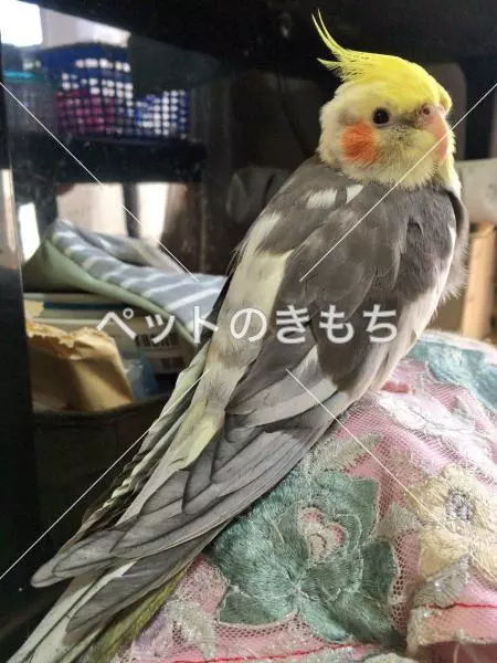 迷子鳥の画像