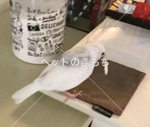 迷子鳥の画像