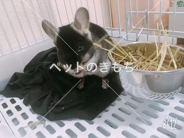 迷子ペットの画像