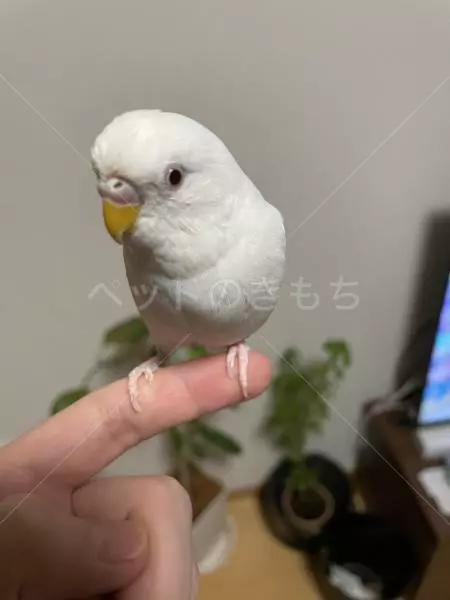 迷子鳥の画像