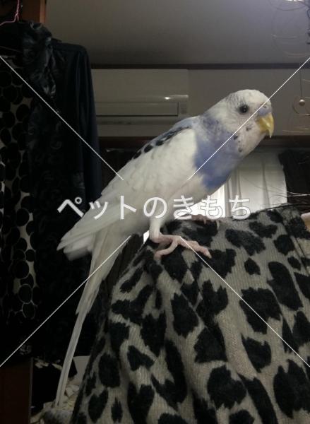 迷子鳥の画像