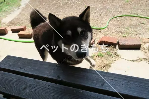 保護犬の画像