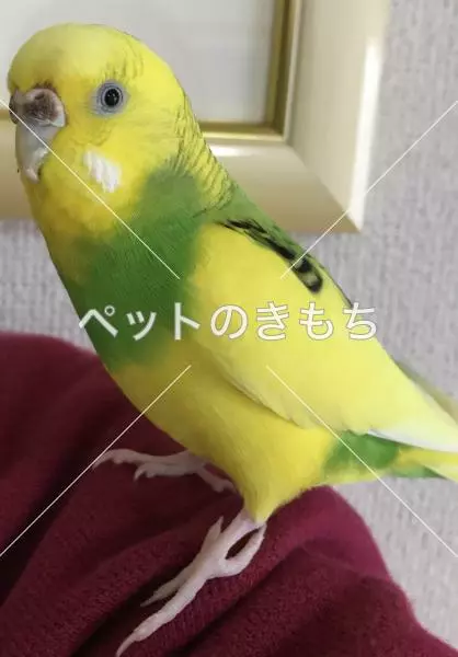 迷子鳥の画像