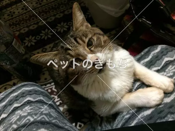 迷子猫の画像