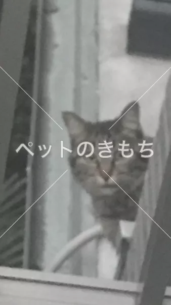 迷子猫の画像
