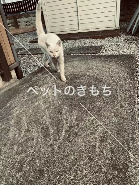 コメント投稿の画像